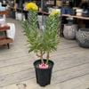 ���տ�ʪ ȭ�֡���塼�����ڥ�ޥ� �����˥Х륤������*7�� ��奦�����ڥ�ޥ�  �ԥ󥯥å����