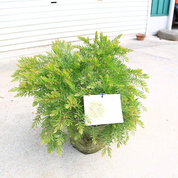 �������ڡ����ڡ����������ʥƥ쥵�˥ߥ⥶�����¤�ꡡ���桡����50��������ꣵ�ܸ¤�*
