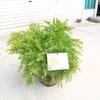 �������ڡ����ڡ����������ʥƥ쥵�˥ߥ⥶�����¤�ꡡ���桡����50��������ꣵ�ܸ¤�*