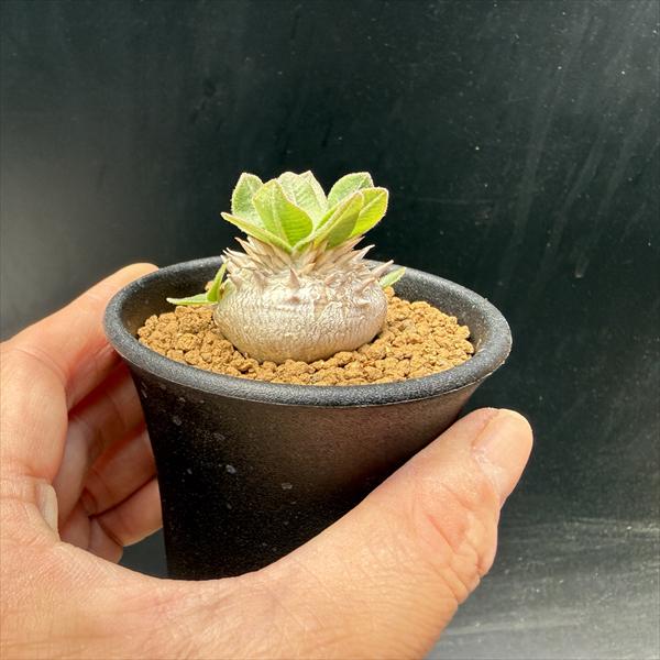 コーデックス：パキポディウム 恵比寿笑い 実生*M 塊根幅3cm