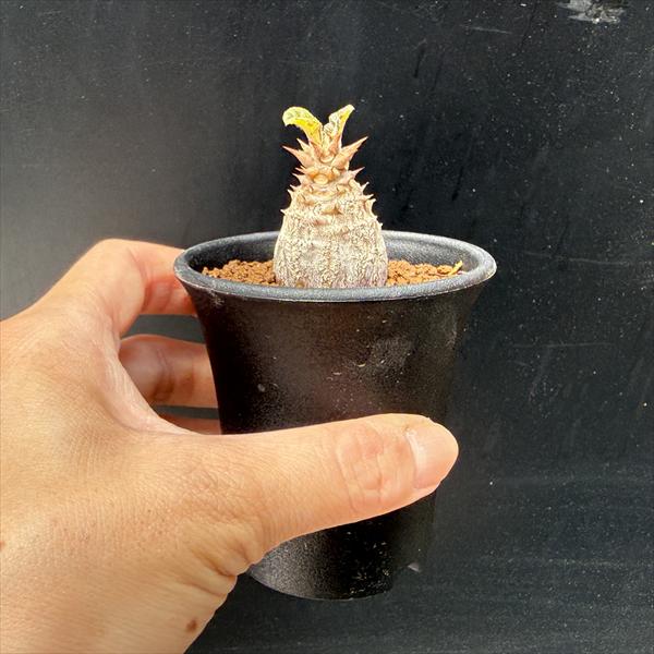 コーデックス：パキポディウム ウィンゾリー 国内実生*幅3cm