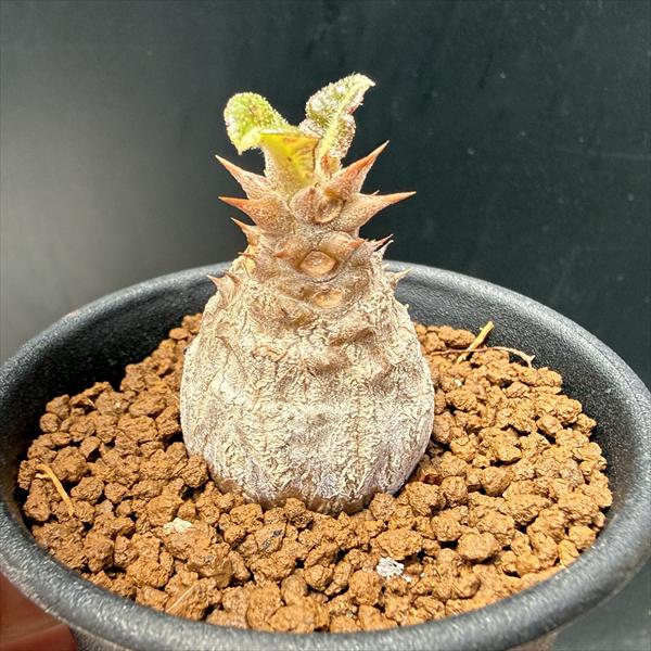 コーデックス：パキポディウム ウィンゾリー 国内実生*幅3cm
