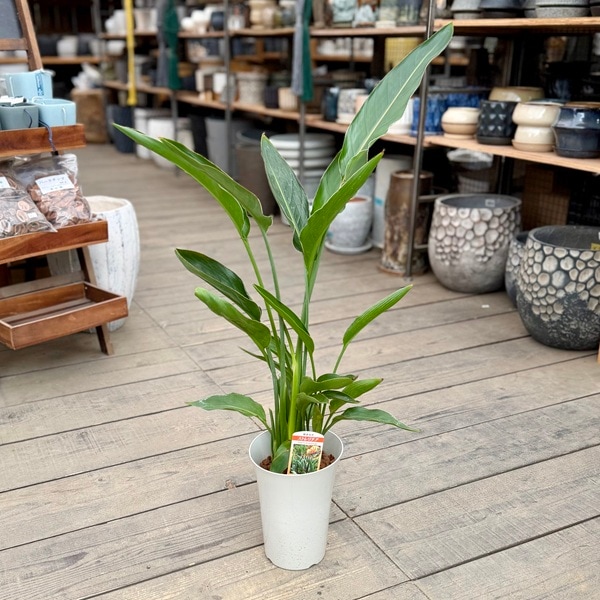観葉植物：ストレリチア レギネ*6号 プラポット | すべての商品 | 遊恵