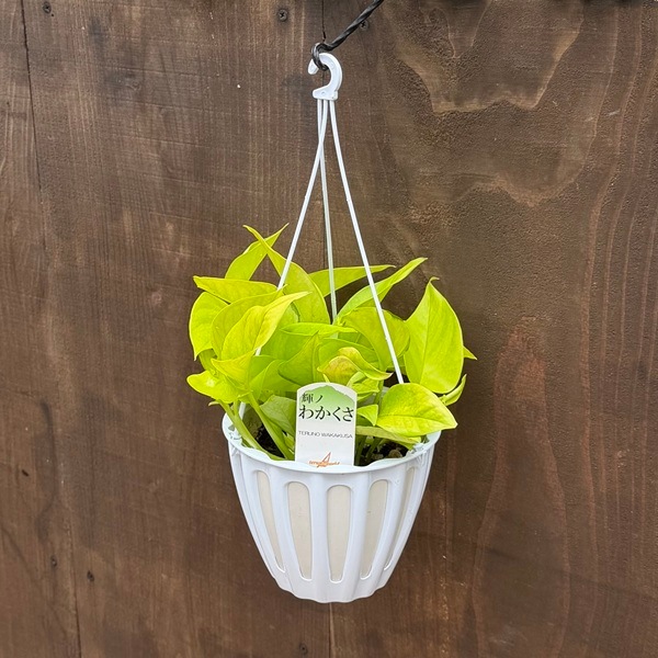 観葉植物：ポトス 輝ノ わかくさ*5号 吊り鉢 テルノ | すべての商品