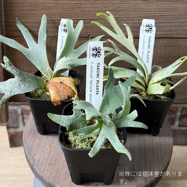 観葉植物：ウィリンキー バクテリア SP株*ビカクシダ コウモリラン p