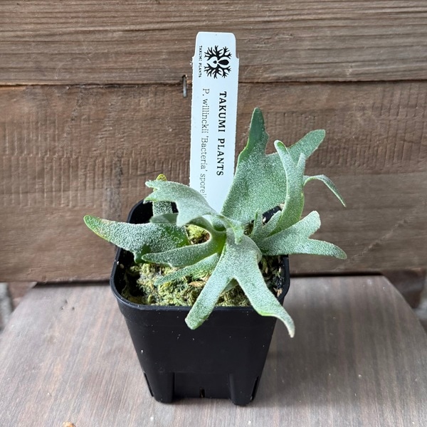 観葉植物：ウィリンキー バクテリア SP株*ビカクシダ コウモリラン p
