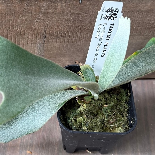 観葉植物：ウィリンキー ボゴール ミスタースーダン SP株*ビカクシダ