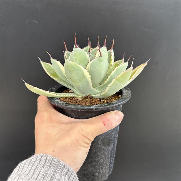 多肉植物：アガベ 吉祥冠錦 覆輪*幅10cm 現品！一品限り | すべての