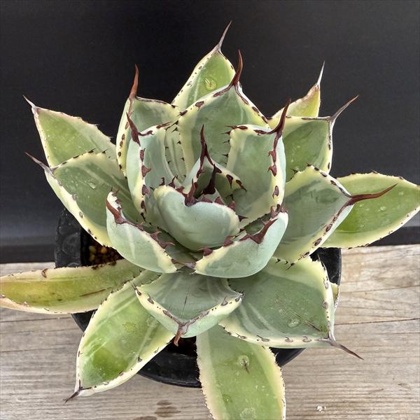 アガベ　観葉植物　多肉植物 多肉植物】Agave potatorum 
