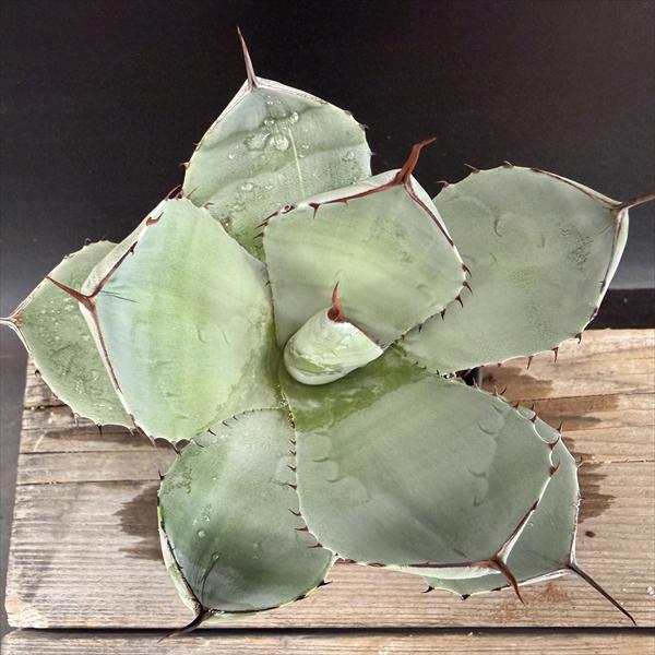 多肉植物：アガベ フレキスピナ（パリー・トルンカータ）*幅14cm