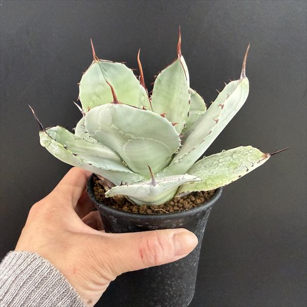 多肉植物：アガベ フレキスピナ（パリー・トルンカータ）*幅14cm