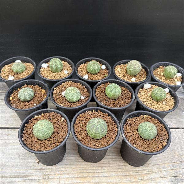 ☆特価☆多肉植物：ユーフォルビア オベサ 12個セット*幅2.5cm