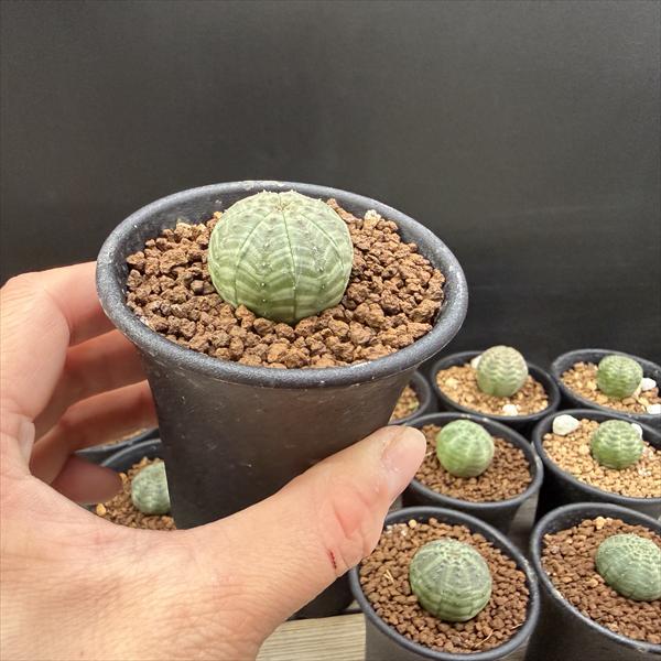 ☆特価☆多肉植物：ユーフォルビア オベサ 12個セット*幅2.5cm