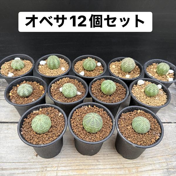 ユーフォルビアオベサ 6株セット ☆特価☆多肉植物：ユーフォルビア オベサ 12個セット*幅2.5cm