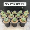 ���ò���¿����ʪ���桼�ե���ӥ� �Х�� 12�ĥ��å�*��2.5��������־�����