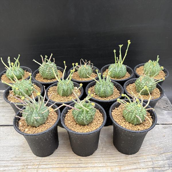 ☆特価☆多肉植物：ユーフォルビア バリダ 12個セット*幅2.5cm
