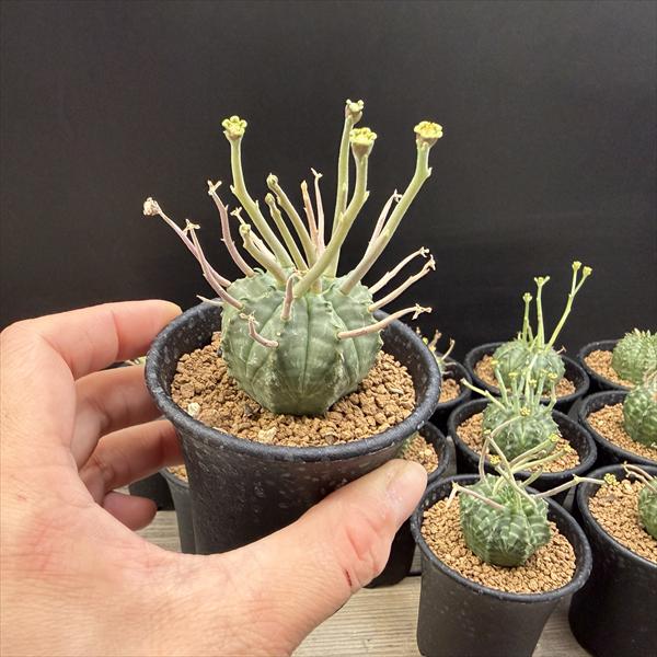 ☆特価☆多肉植物：ユーフォルビア バリダ 12個セット*幅2.5cm