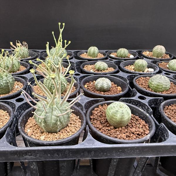 ☆特価☆多肉植物：ユーフォルビア バリダ 12個＋オベサ12個 合計24個