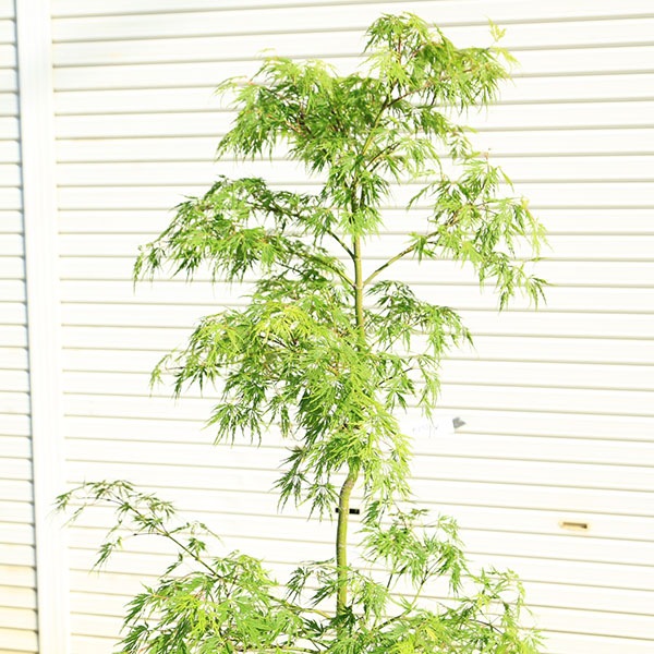 庭木：青しだれもみじ(枝垂れ紅葉) 青枝垂れ紅葉 樹高150cm 佐川急便