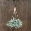 ���տ�ʪ���������ץ��ġ�����󥸥� �ҥ塼���ȥ�*�����ץ��� Tillandsia 'Houston'