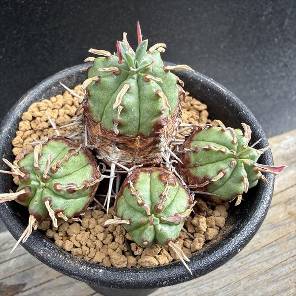 ¿����ʪ���桼�ե���ӥ������֥ޥߥ�ꥹ���ʥ�*��5���