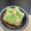 ���ܥƥ󡧥���Υ��ꥭ���ࡡ�ڥ󥿥��󥵡�����*��5cm
