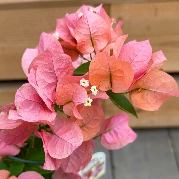 観葉植物 鉢花 苗：ブーゲンビレア オレンジ*4号 ブーゲンビリア