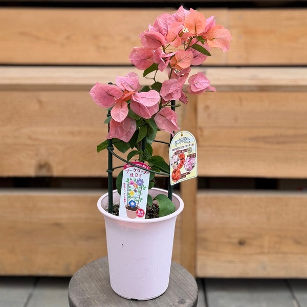 観葉植物 鉢花 苗：ブーゲンビレア オレンジ*4号 ブーゲンビリア