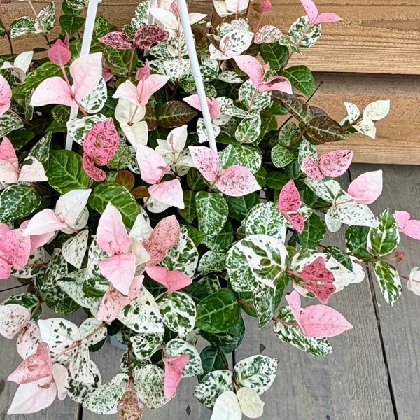 観葉植物：ハツユキカズラ*初雪かずら 吊り鉢 5号 | すべての商品