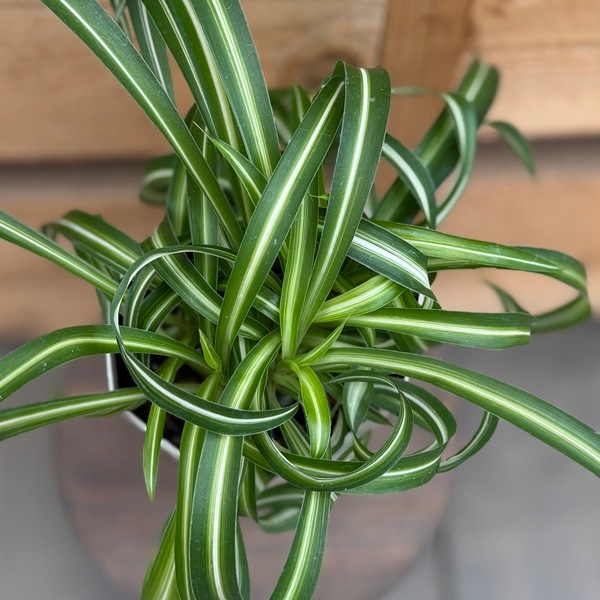 観葉植物：オリヅルラン ボニー*4号 折鶴蘭 | すべての商品 | 遊恵盆栽