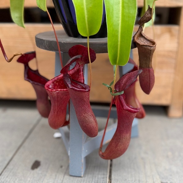希少品種 観葉植物 食虫植物：ウツボカズラ ネペンテス ローウィー