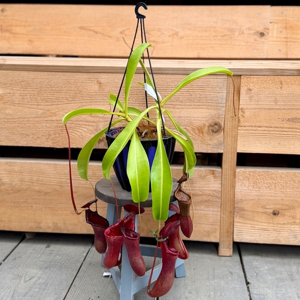 【人気品種】食虫植物 ネペンテス ローウィ充実株 ウツボカズラ 希少品種 観葉植物 食虫植物：ウツボカズラ ネペンテス ローウィー