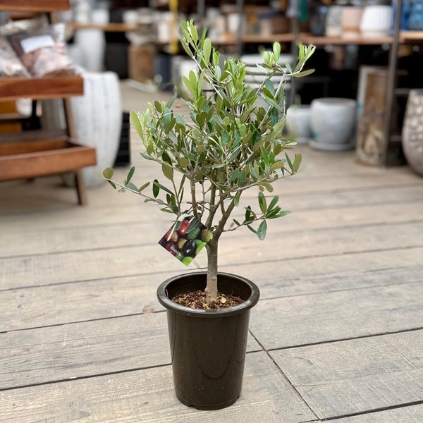 観葉植物 オリーブ SOUJU 175cm 10号 観葉植物 SOUJU（創樹）ブランド：オリーブの木*5号 ミッション