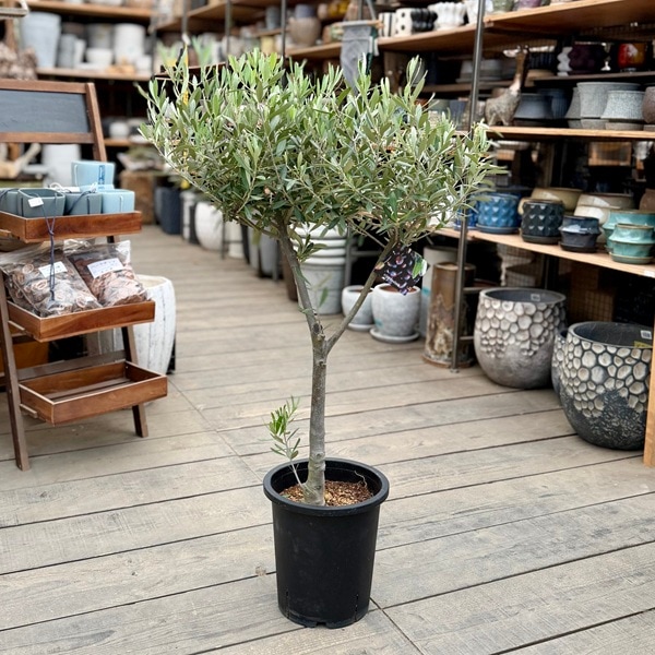 オリーブ　オリーブの木　シプレッシーノ　創樹　souju ８号 観葉植物：オリーブの木 シプレッシーノ 8号*現品5 SOUJU 創樹 そう