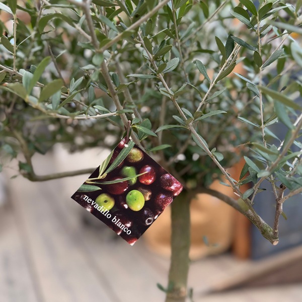おしゃれ 観葉植物：オリーブの木 ネバディロブロンコ 8号*現品22番