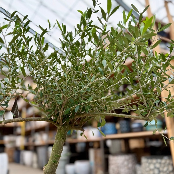 おしゃれ 観葉植物：オリーブの木 ネバディロブロンコ 8号*現品22番