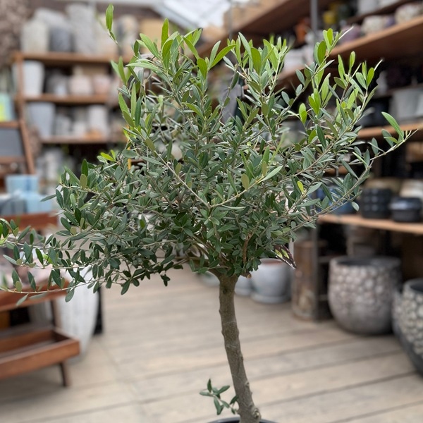 おしゃれ 観葉植物：オリーブの木 ネバディロブロンコ 8号*現品23番
