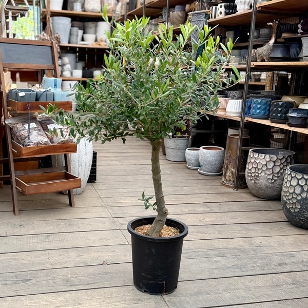 おしゃれ 観葉植物：オリーブの木 ネバディロブロンコ 8号*現品23番