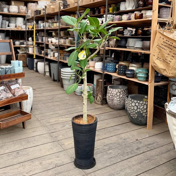 観葉植物：フィカス ベンガレンシス 鉢植え 受皿付*シュエット鉢