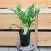 ���տ�ʪ�������饪�ͥ� �ޥꥢ*4�� Aglaonema 'Maria'