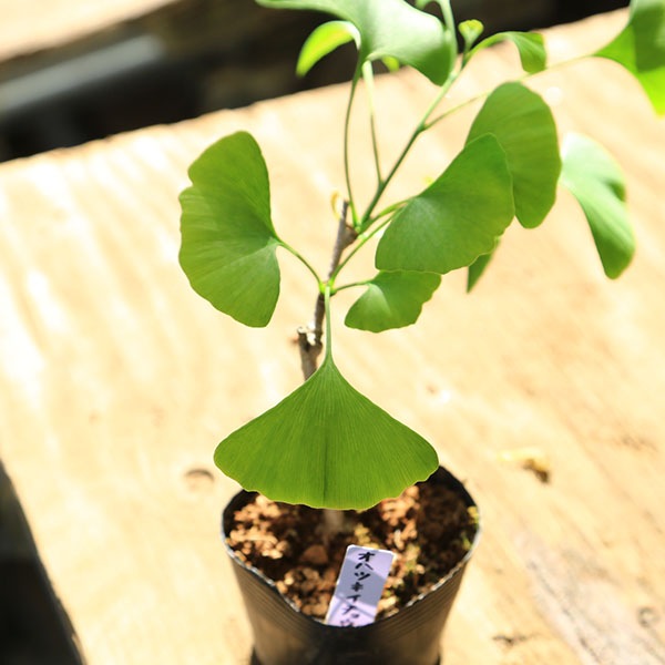 苗：おはつきいちょう *イチョウ 銀杏 | 新着商品,新入荷苗・再入荷苗