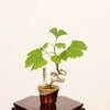 �ߺϡ����(�����祦)*���� ����ʪ �����礦 Icho bonsai  �ߥ��ߺ�