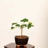 �ߺϡ���������(�����祦)*���� ����ʪ �����礦 Icho bonsai  �ߥ��ߺ�