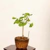 �ߺϡ���������(�����祦)*���� ����ʪ �����礦 Icho bonsai  �ߥ��ߺ�