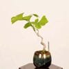 �ߺϡ����(�����祦)*���� ����ʪ �����礦 Icho bonsai  �ߥ��ߺ�