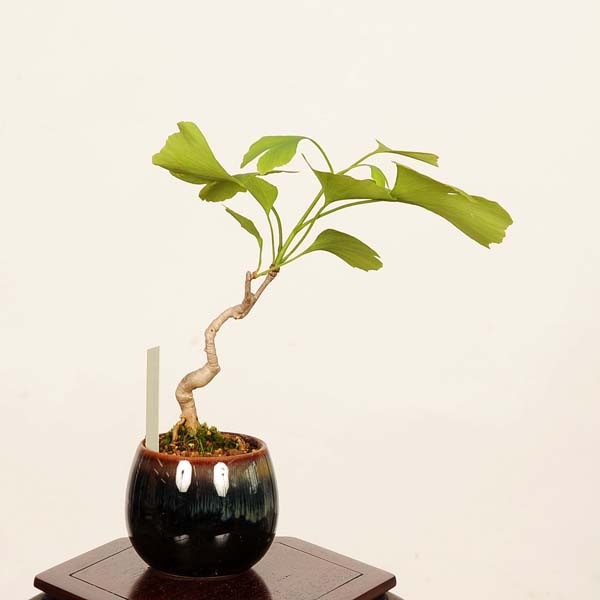 盆栽：銀杏(イチョウ)*現品 一点物 いちょう Icho bonsai ミニ盆栽