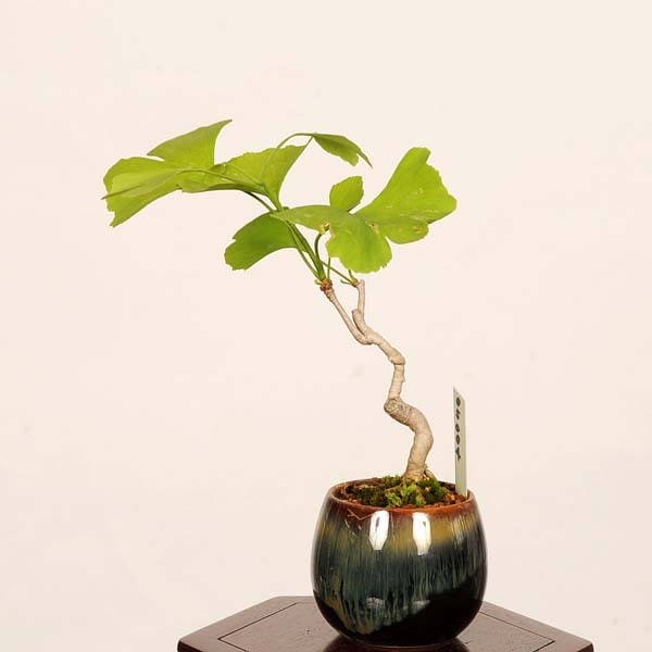 盆栽：銀杏(イチョウ)*現品 一点物 いちょう Icho bonsai ミニ盆栽
