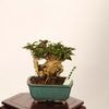 �ߺϡ�ɱɴ����*���� ����ʪ ���뤹�٤ꡡ���륹�٥� sarusuberi��bonsai ���ߥ��ߺ�