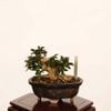 �ߺϡ�ɱɴ����*���� ����ʪ ���뤹�٤ꡡ���륹�٥� sarusuberi��bonsai ���ߥ��ߺ�