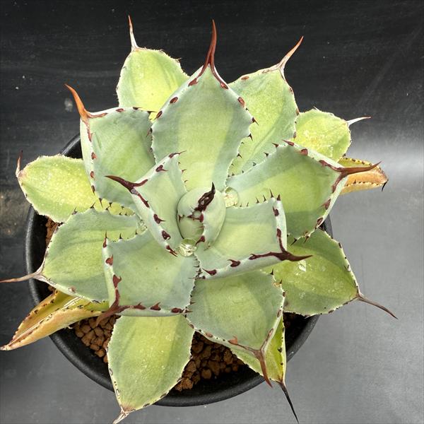 多肉植物：アガベ 吉祥冠錦 中斑*幅10cm | すべての商品 | 遊恵盆栽 本店